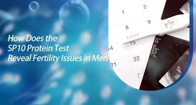 Kif It-Test tal-Proteina SP10 Jikxef Kwistjonijiet ta' Fertilità fl-Irġiel